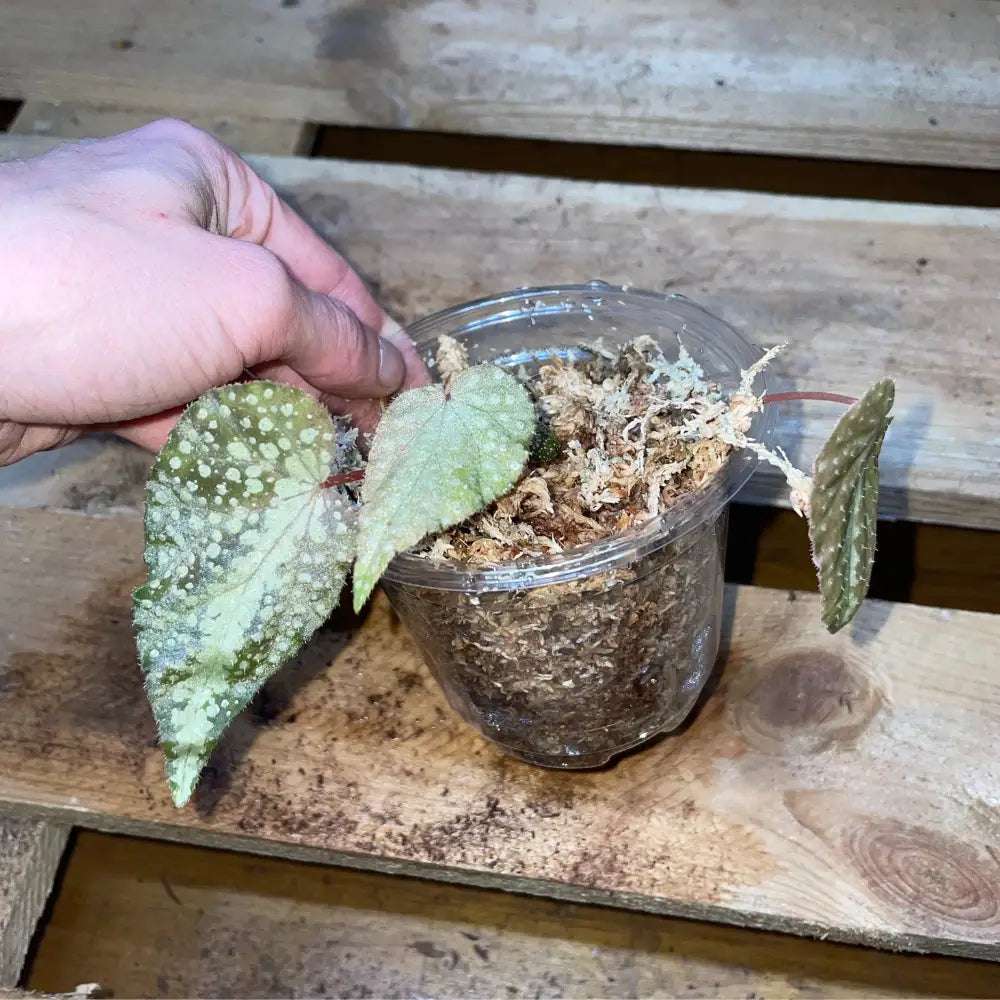 Bégonia aff. larvata – Plante vivante tropicale au feuillage nervuré pour terrarium bioactif – Costaterra