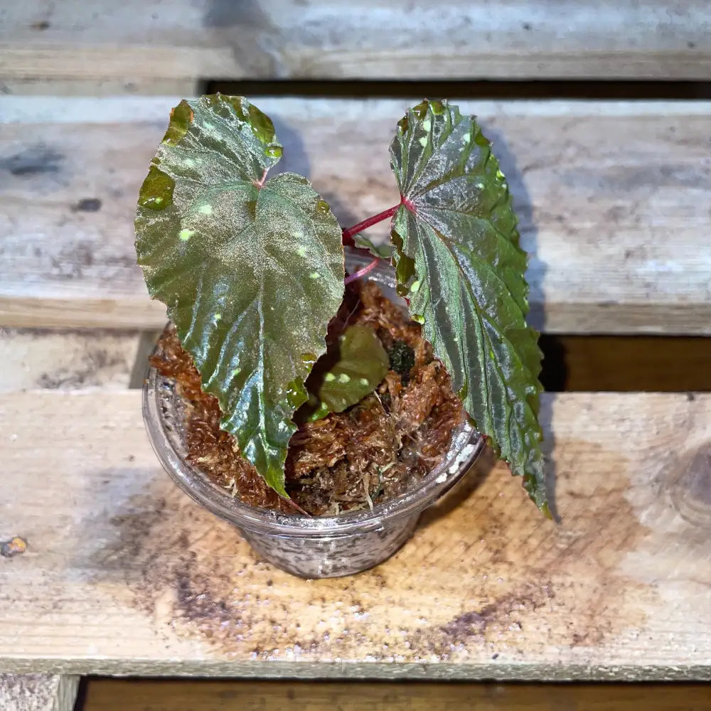 Bégonia atricha – Plante tropicale au feuillage vert foncé pour terrarium bioactif ou humide – Costaterra