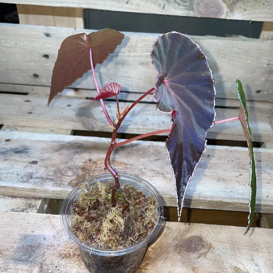 Bégonia dinhdui x nothobaramensis – Plante vivante tropicale rare pour terrarium humide ou bioactif – Feuillage nervuré sombre – Costaterra