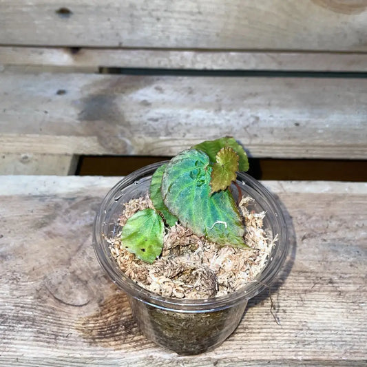 Bégonia pavonina x metallicolor – Plante vivante rare au feuillage bleu irisé pour terrarium tropical bioactif – Costaterra