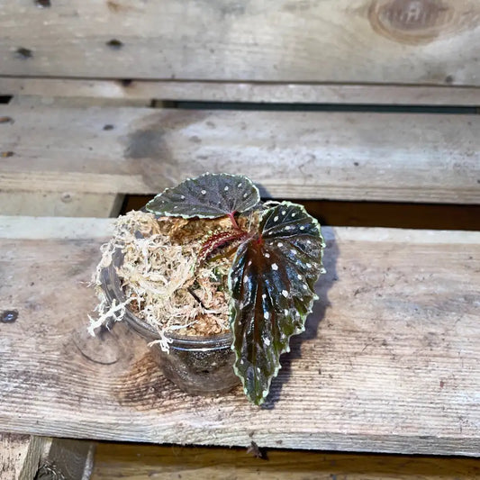 Bégonia ruthiae x darthvaderiana – Plante tropicale rare au feuillage sombre pour terrarium bioactif – Costaterra
