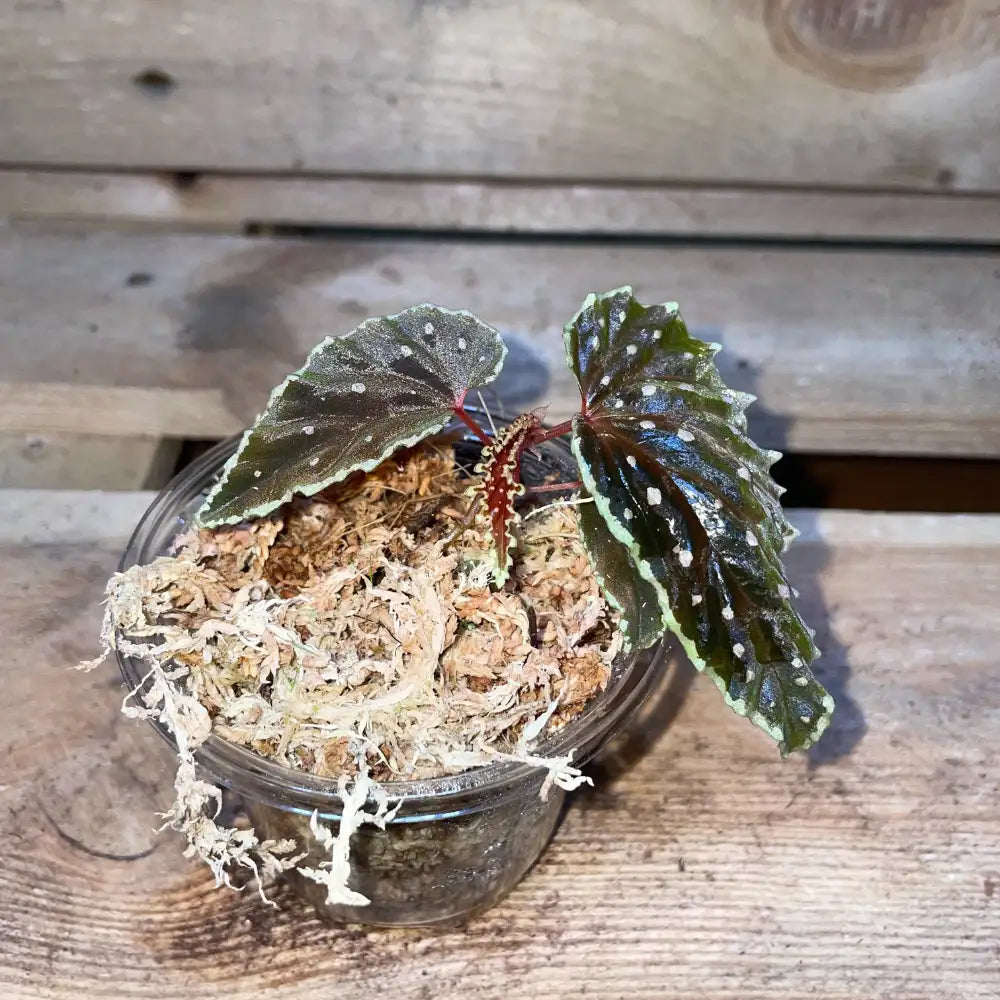 Bégonia ruthiae x darthvaderiana – Plante tropicale rare au feuillage sombre pour terrarium bioactif – Costaterra
