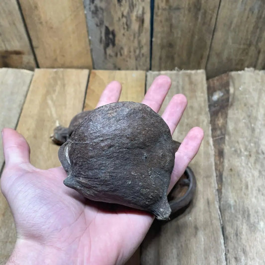 Gousse de badam naturelle pour décoration de terrarium bioactif ou tropical
