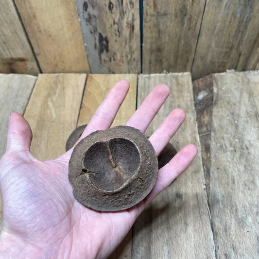 Gousse de Chapeuzinho naturelle (4 à 6 cm) pour décoration de terrarium bioactif ou tropical