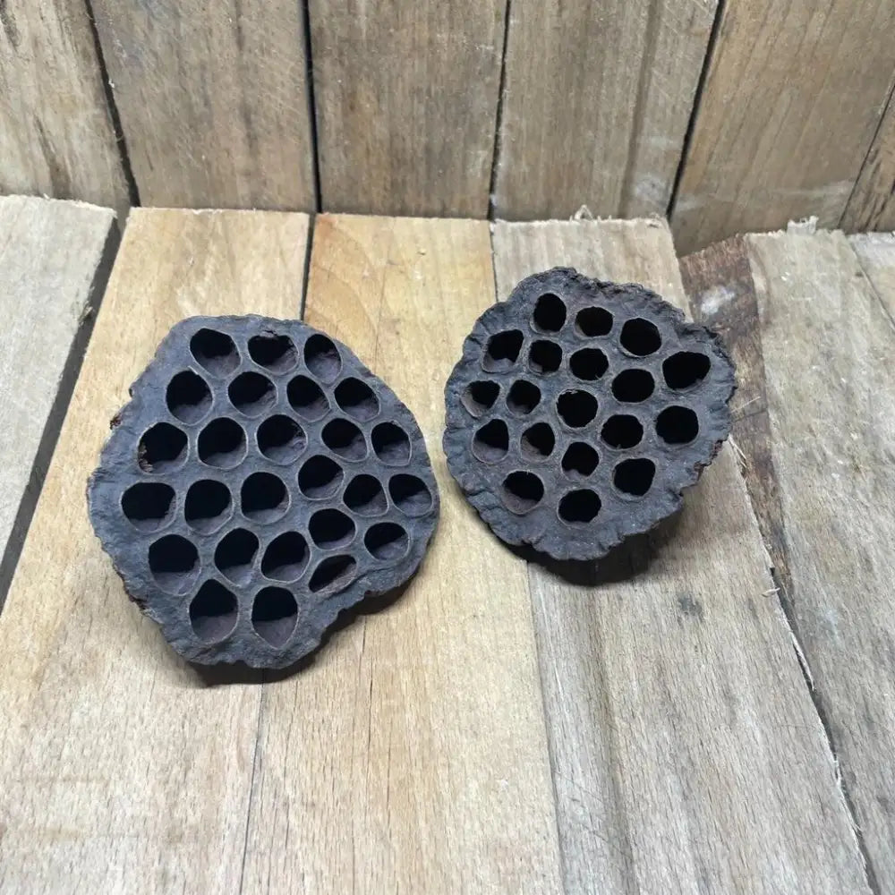 Lot de grandes gousses de Lotus 8–10 cm pour terrarium pour reptile ou amphibiens