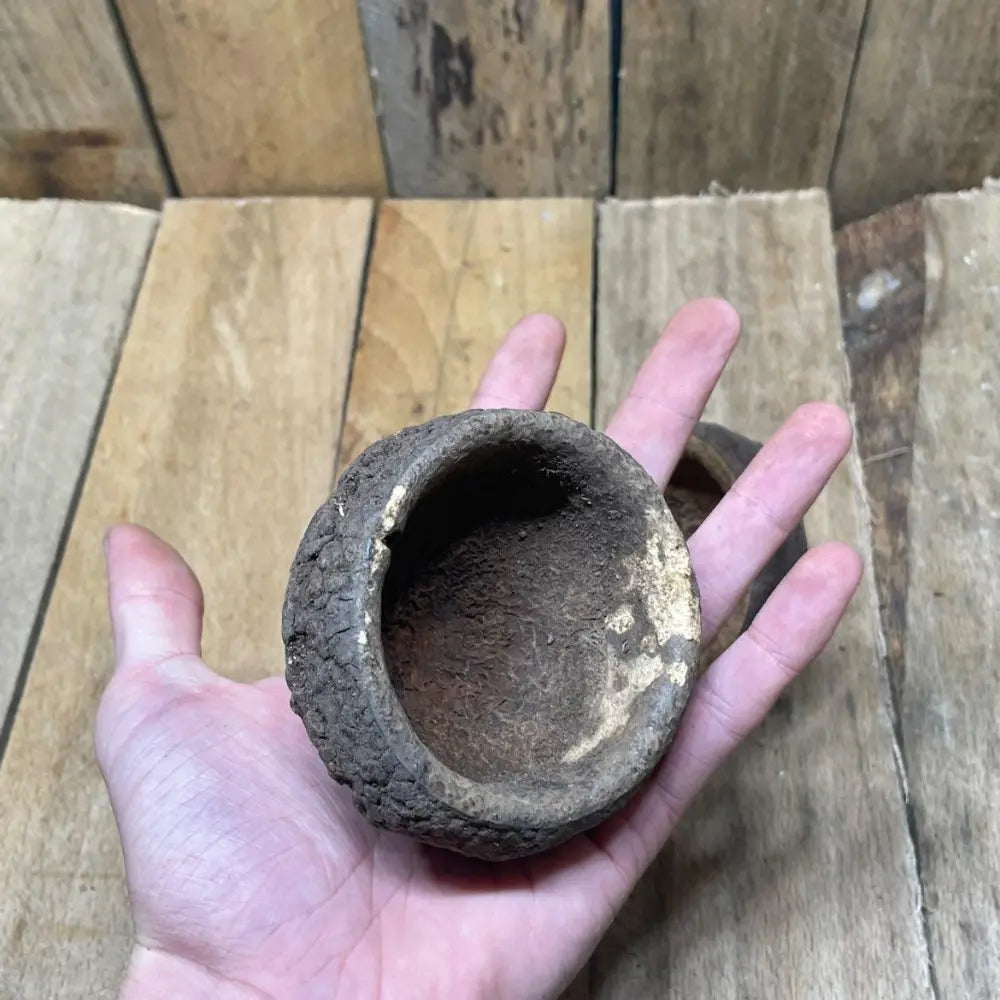 Gousse de Sapucaia naturelle pour décoration ou cachette dans un terrarium bioactif