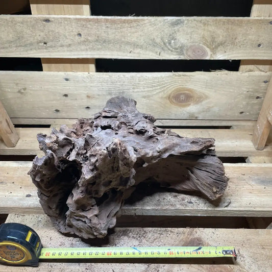 Racine de mangrove naturelle 30-60cm pour terrarium – Décor pour reptiles, amphibiens et invertébrés – Pièce unique N°6 Costaterra