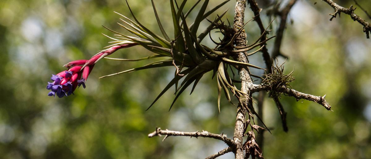 Tillandsias – Plantes aériennes pour terrariums et vivariums