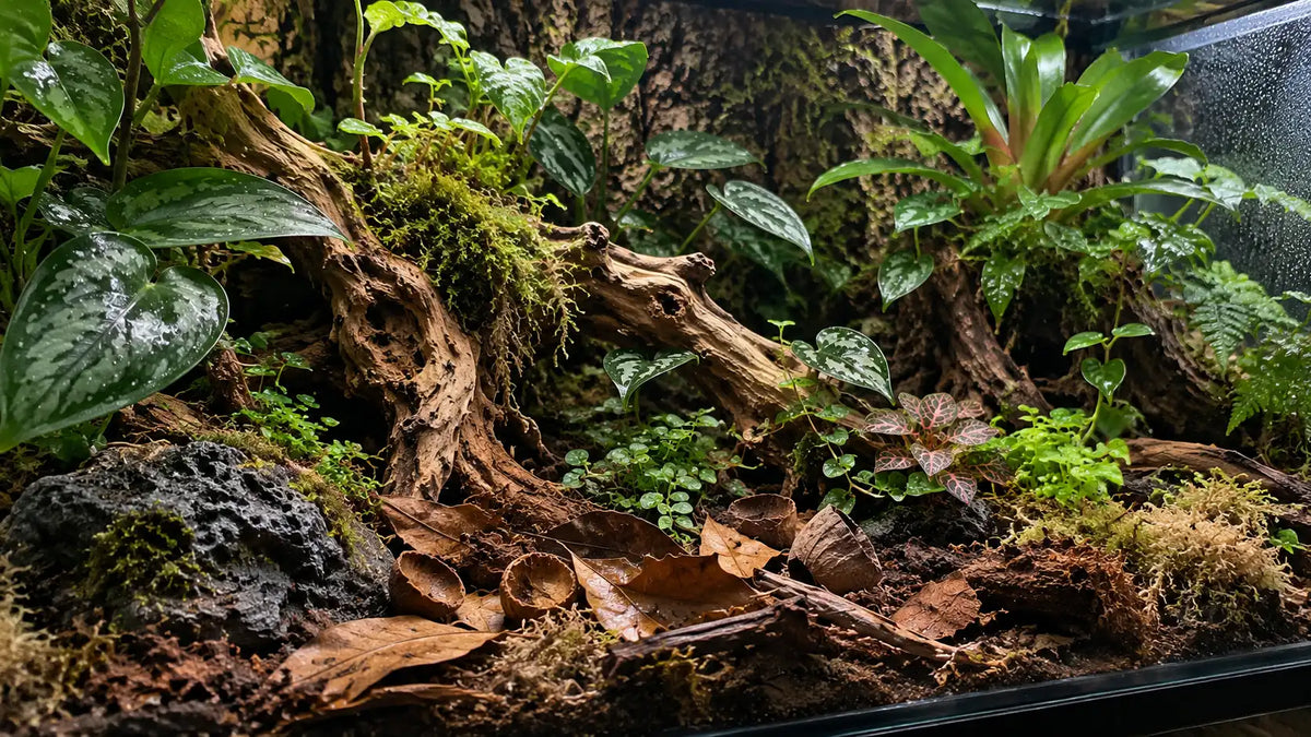 Terrarium tropical naturel avec plantes, racines et feuilles