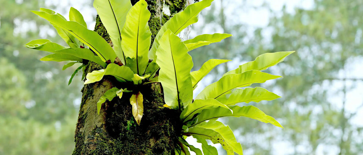 Fougères tropicales poussant sur un tronc d’arbre