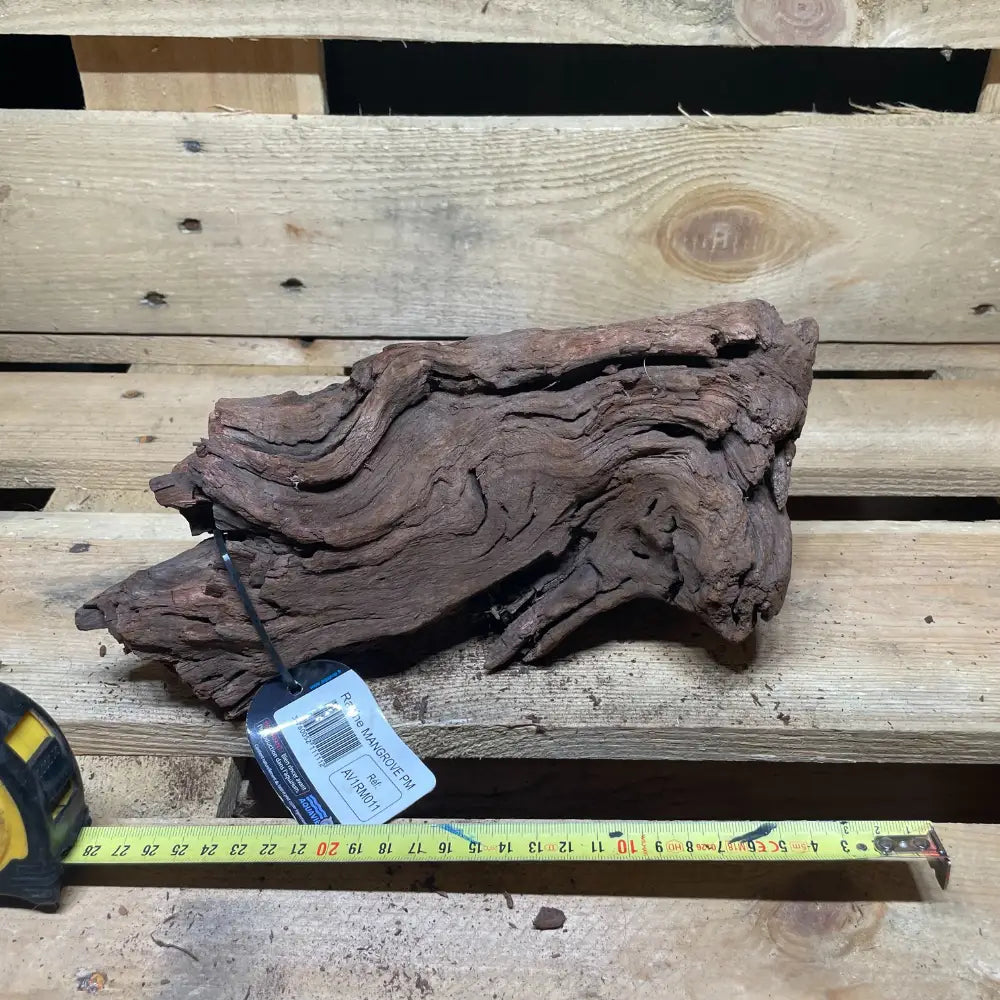 Racine de mangrove 20–30 cm – Bois naturel pour terrarium bioactif, sélection aléatoire – Costaterra