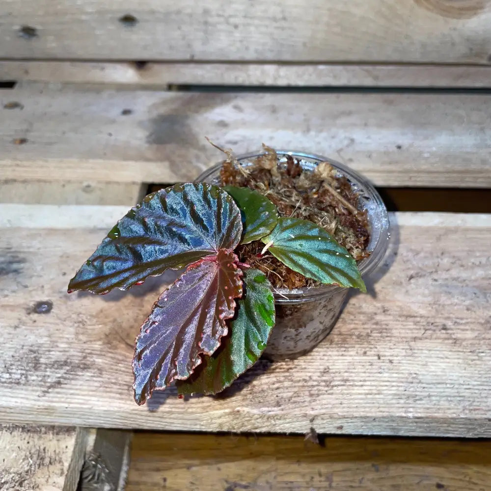 Bégonia metallicolor x darthvaderiana – Feuillage noir métallisé pour terrarium tropical bioactif – Plante vivante rare – Costaterra