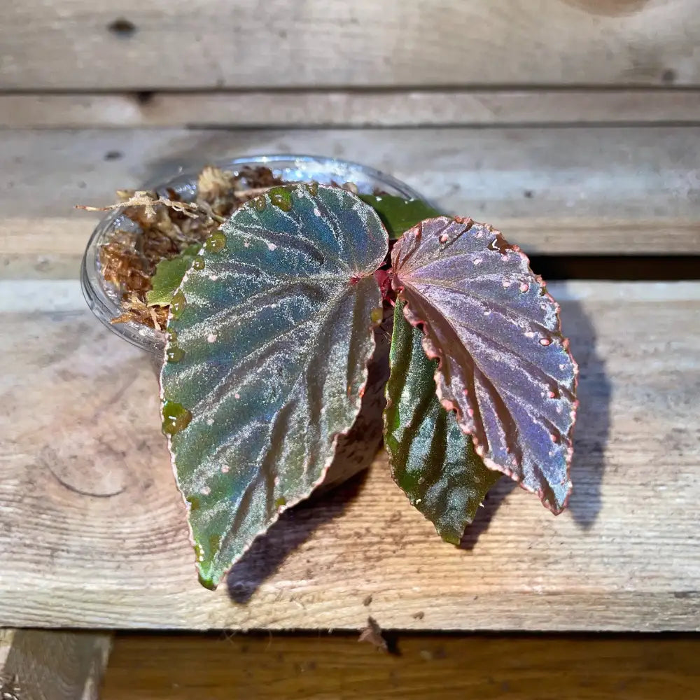 Bégonia metallicolor x darthvaderiana – Feuillage noir métallisé pour terrarium tropical bioactif – Plante vivante rare – Costaterra