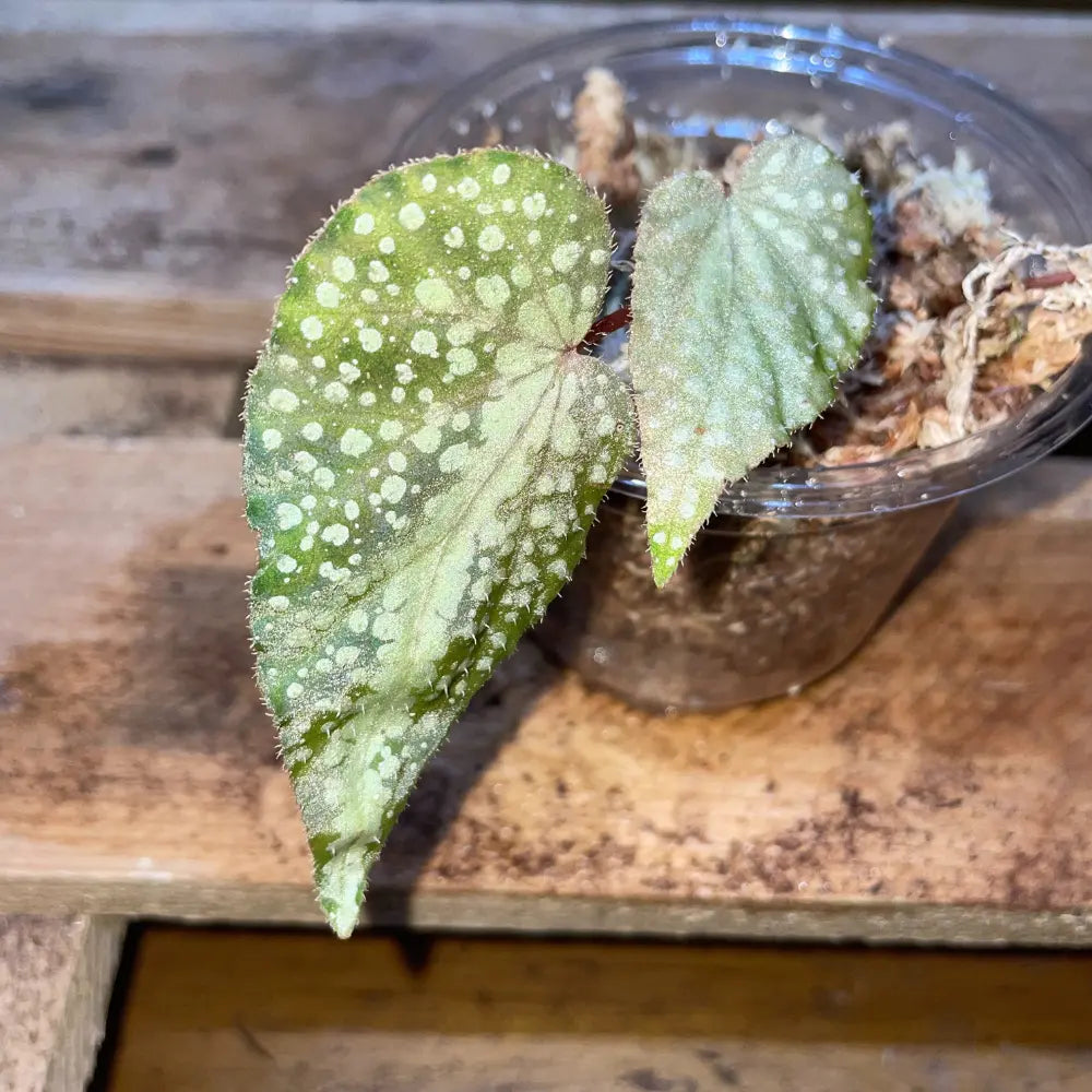 Bégonia aff. larvata – Plante vivante tropicale au feuillage nervuré pour terrarium bioactif – Costaterra