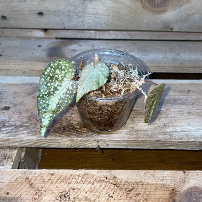 Bégonia aff. larvata – Plante vivante tropicale au feuillage nervuré pour terrarium bioactif – Costaterra