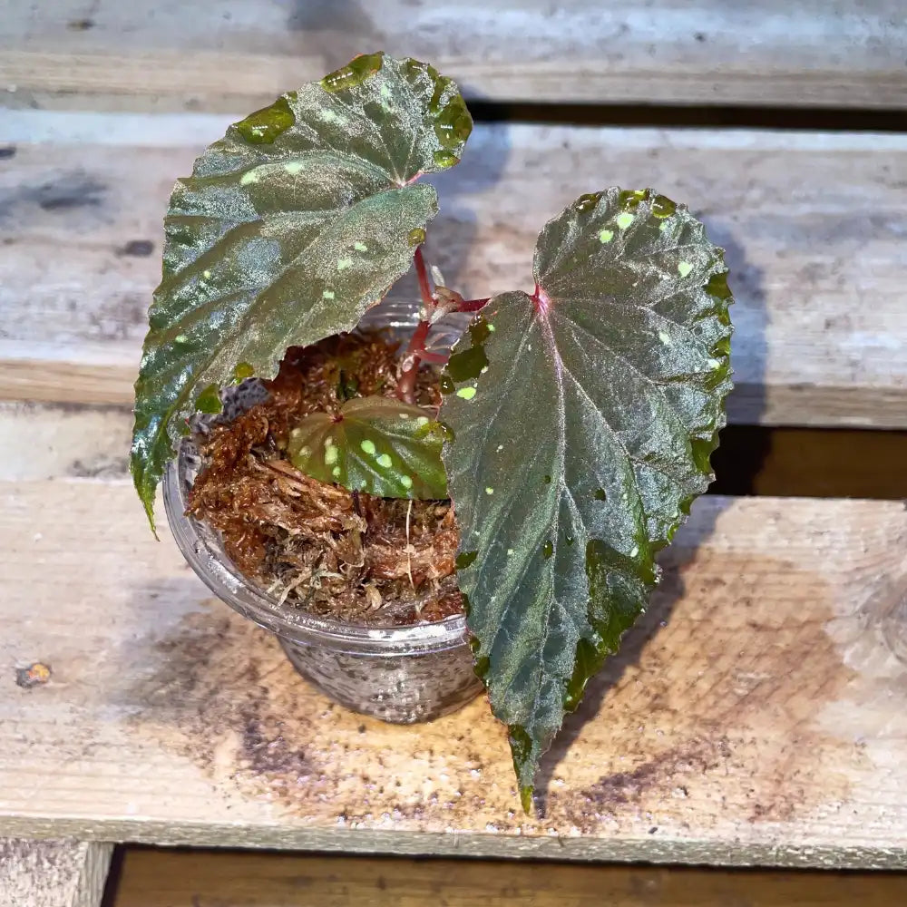 Bégonia atricha – Plante tropicale au feuillage vert foncé pour terrarium bioactif ou humide – Costaterra