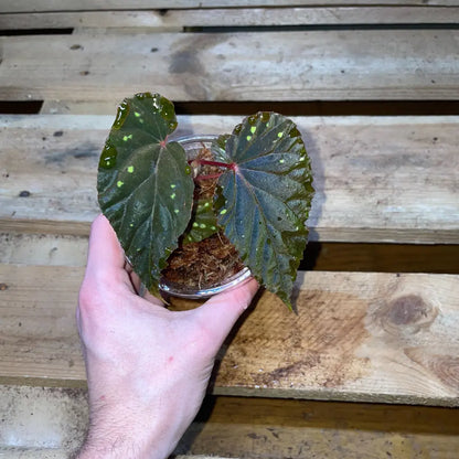 Bégonia atricha – Plante tropicale au feuillage vert foncé pour terrarium bioactif ou humide – Costaterra