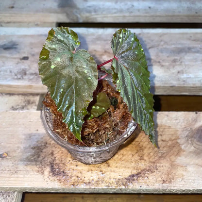 Bégonia atricha – Plante tropicale au feuillage vert foncé pour terrarium bioactif ou humide – Costaterra