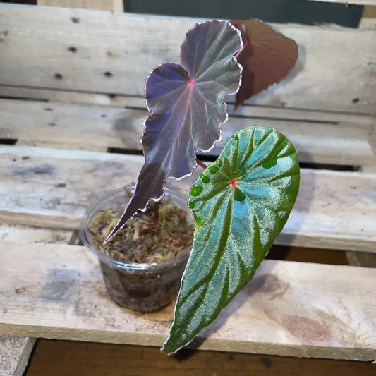 Bégonia dinhdui x nothobaramensis – Plante vivante tropicale rare pour terrarium humide ou bioactif – Feuillage nervuré sombre – Costaterra