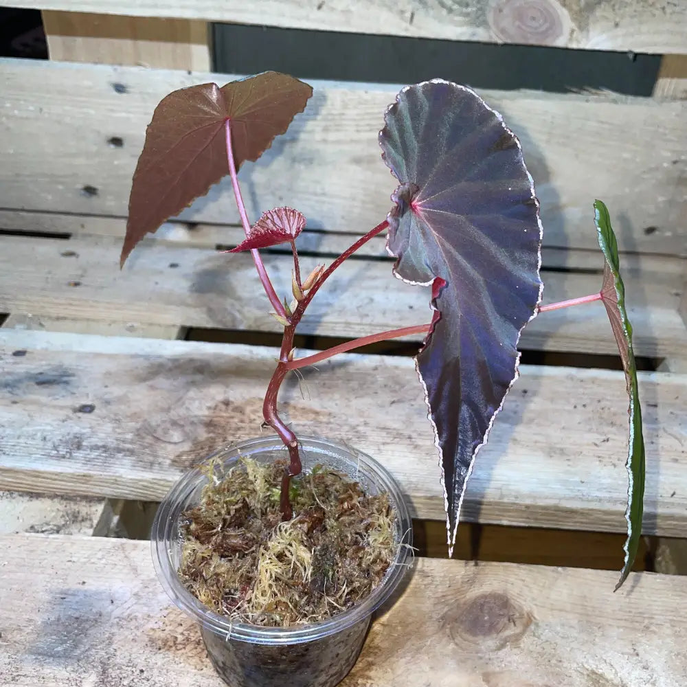 Bégonia dinhdui x nothobaramensis – Plante vivante tropicale rare pour terrarium humide ou bioactif – Feuillage nervuré sombre – Costaterra