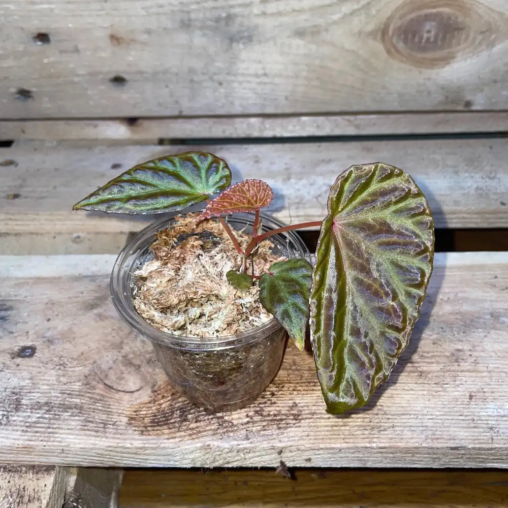 Bégonia dracopelta x nothobaramensis – Plante vivante au feuillage texturé pour terrarium tropical ou bioactif – Costaterra