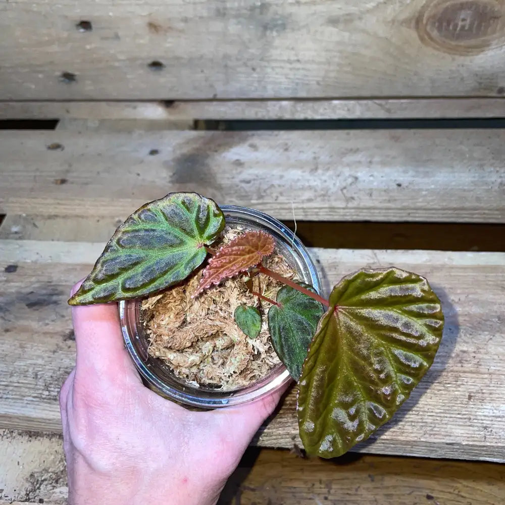 Bégonia dracopelta x nothobaramensis – Plante vivante au feuillage texturé pour terrarium tropical ou bioactif – Costaterra
