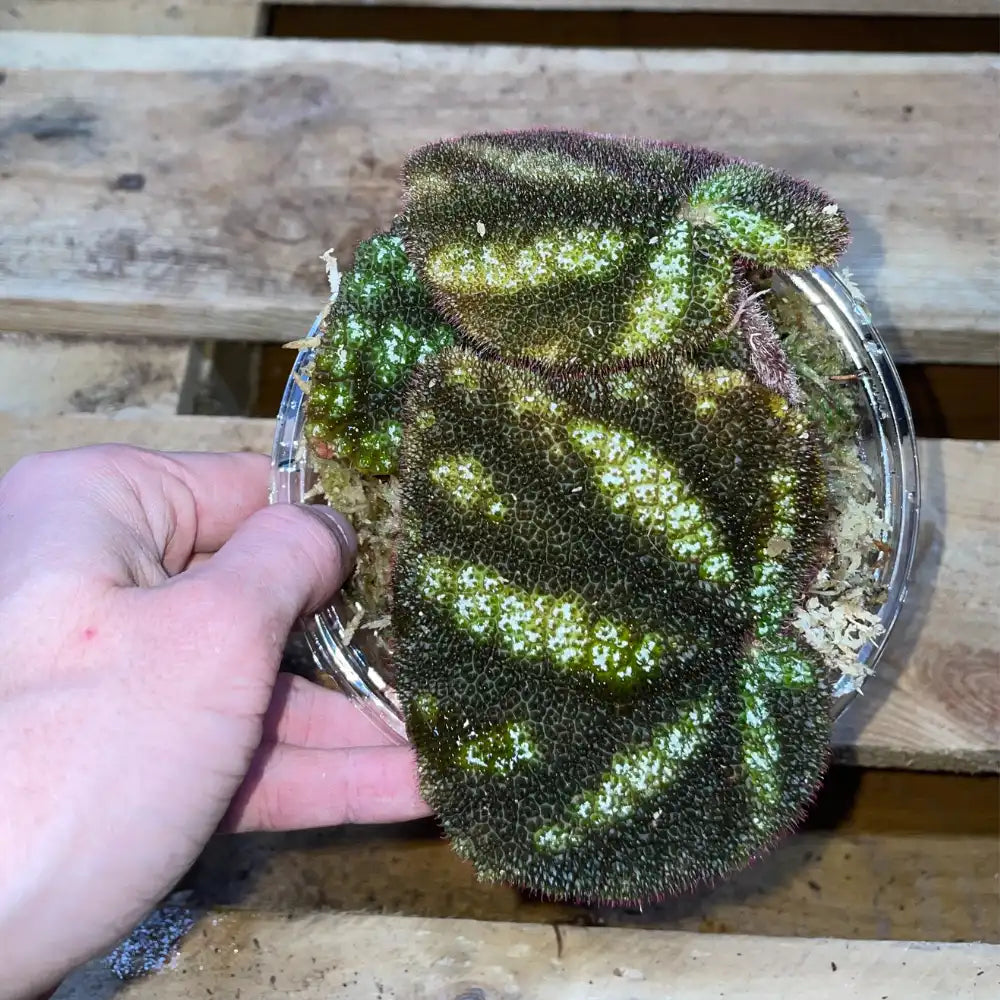 Bégonia Kui Dark – Plante vivante rare au feuillage noir velouté pour terrarium tropical humide – Costaterra