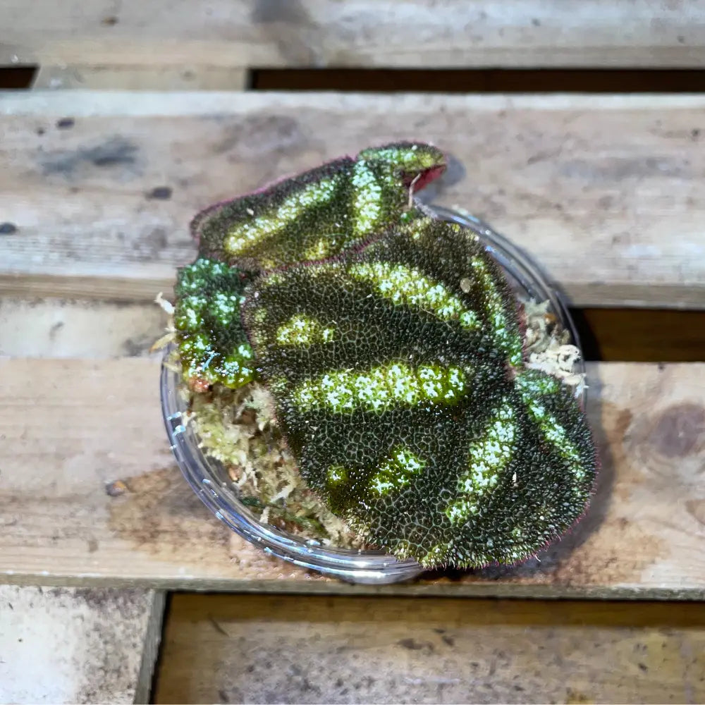 Bégonia Kui Dark – Plante vivante rare au feuillage noir velouté pour terrarium tropical humide – Costaterra