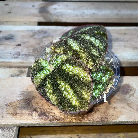 Bégonia Kui Dark – Plante vivante rare au feuillage noir velouté pour terrarium tropical humide – Costaterra