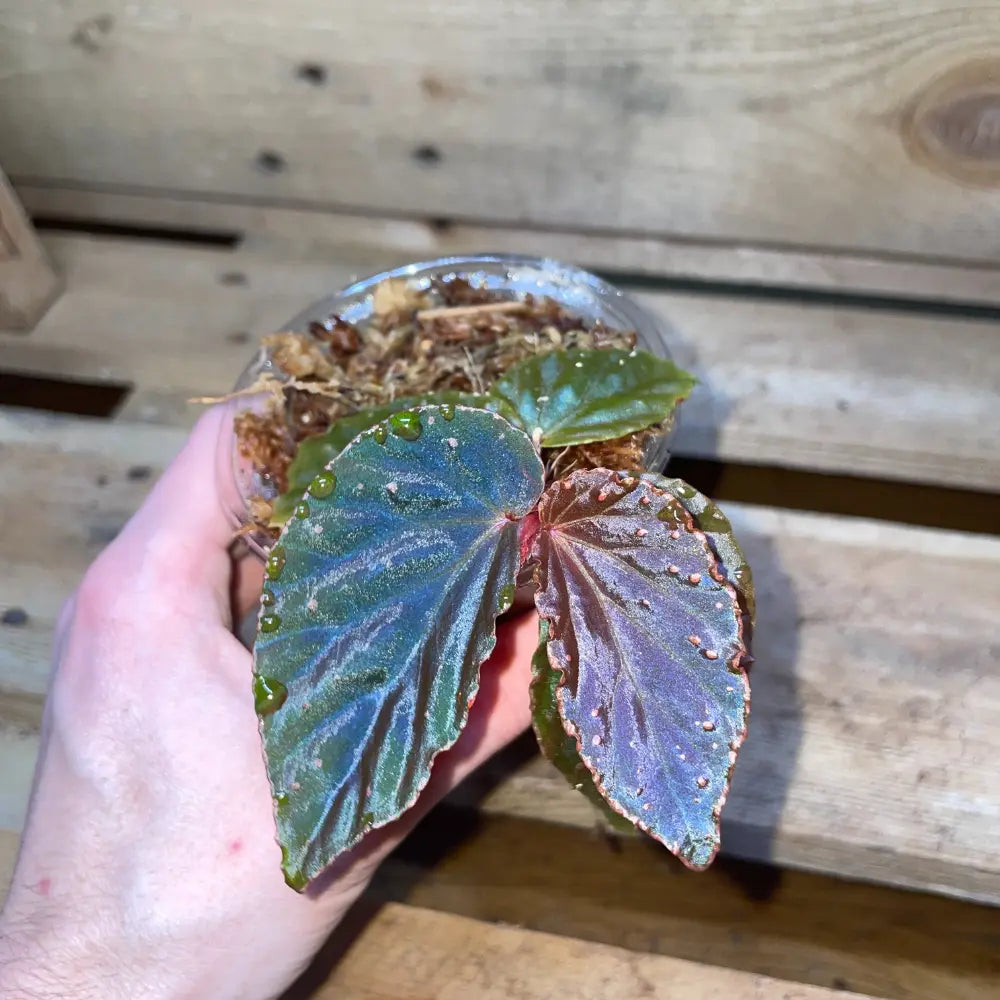 Bégonia metallicolor x darthvaderiana – Feuillage noir métallisé pour terrarium tropical bioactif – Plante vivante rare – Costaterra