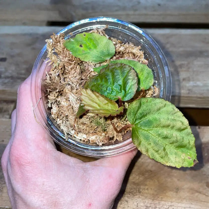 Bégonia pavonina x metallicolor – Plante vivante rare au feuillage bleu irisé pour terrarium tropical bioactif – Costaterra