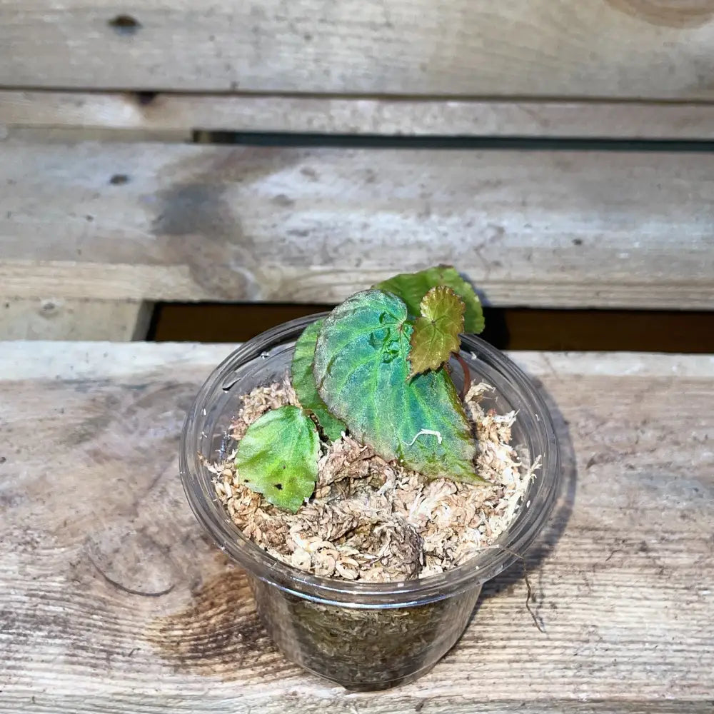 Bégonia pavonina x metallicolor – Plante vivante rare au feuillage bleu irisé pour terrarium tropical bioactif – Costaterra