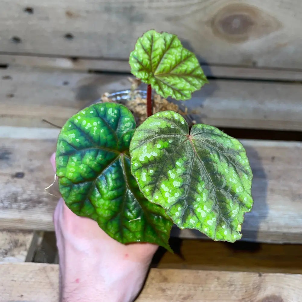Bégonia pseudoedulis Shiwanshan en pot – Plante vivante pour terrarium tropical ou bioactif – Feuillage vert ornemental – Costaterra