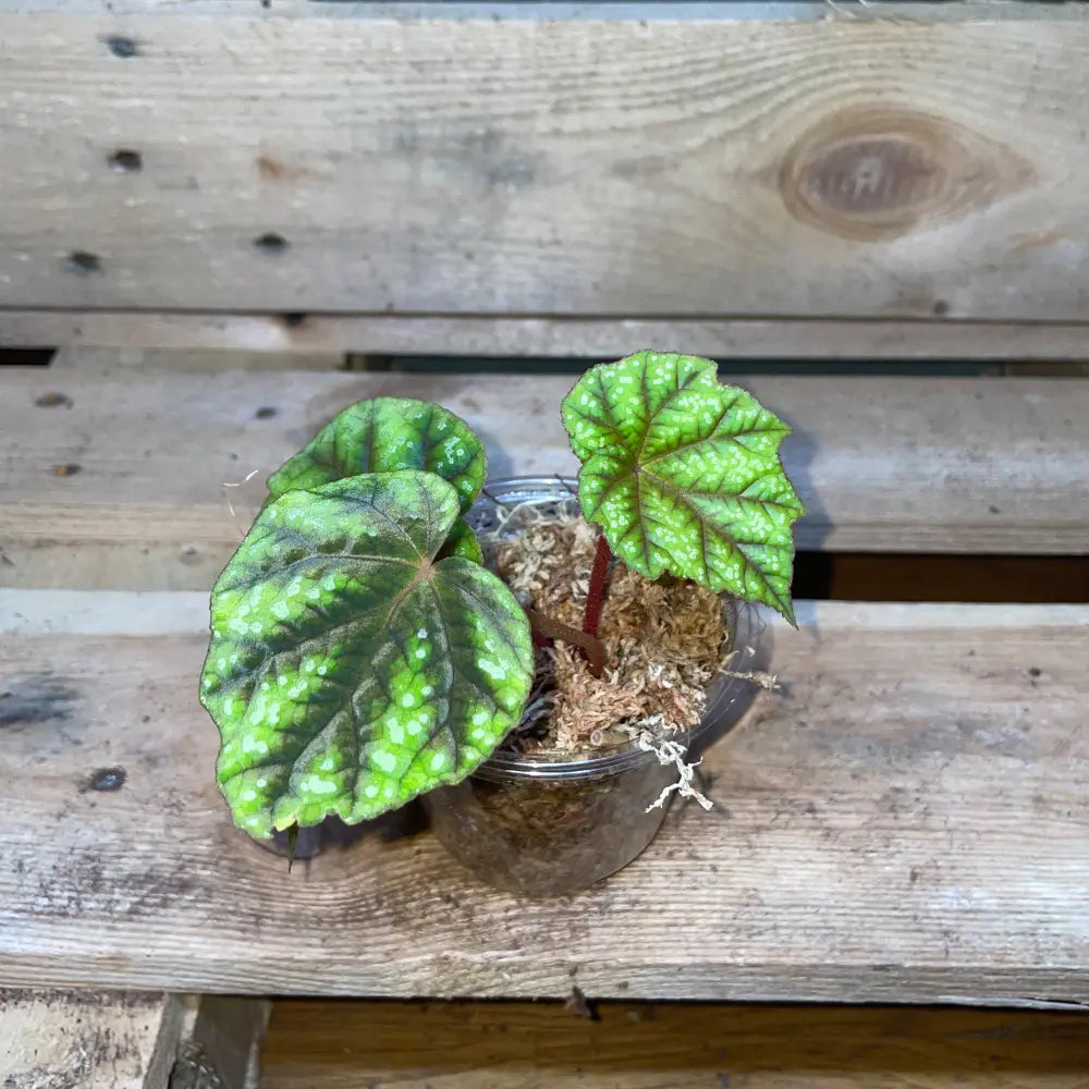 Bégonia pseudoedulis Shiwanshan en pot – Plante vivante pour terrarium tropical ou bioactif – Feuillage vert ornemental – Costaterra