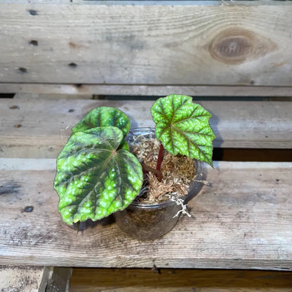 Bégonia pseudoedulis Shiwanshan en pot – Plante vivante pour terrarium tropical ou bioactif – Feuillage vert ornemental – Costaterra