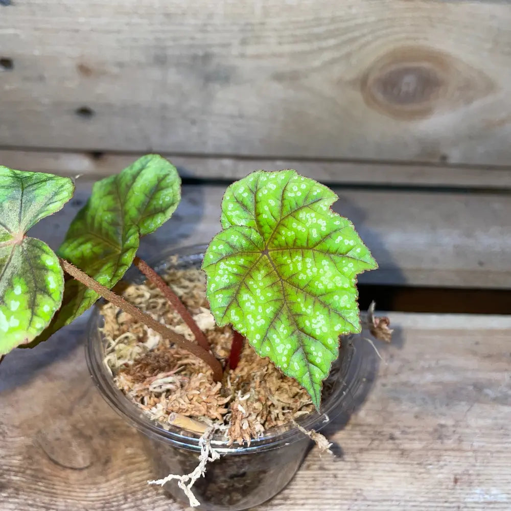 Bégonia pseudoedulis Shiwanshan en pot – Plante vivante pour terrarium tropical ou bioactif – Feuillage vert ornemental – Costaterra