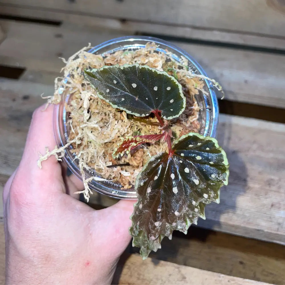 Bégonia ruthiae x darthvaderiana – Plante tropicale rare au feuillage sombre pour terrarium bioactif – Costaterra
