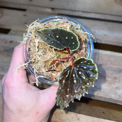 Bégonia ruthiae x darthvaderiana – Plante tropicale rare au feuillage sombre pour terrarium bioactif – Costaterra