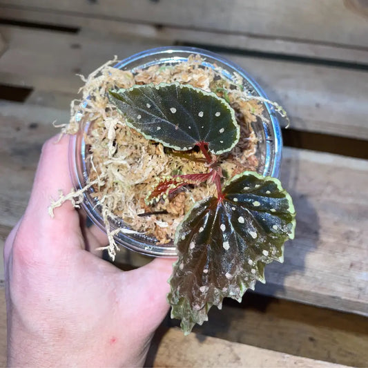Bégonia ruthiae x darthvaderiana – Plante tropicale rare au feuillage sombre pour terrarium bioactif – Costaterra