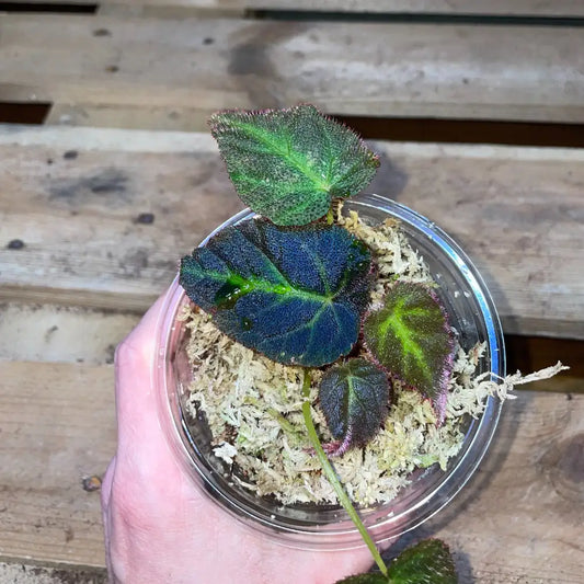 Bégonia sp. Jambi – Plante tropicale rare au feuillage vert nervuré pour terrarium humide ou bioactif – Costaterra