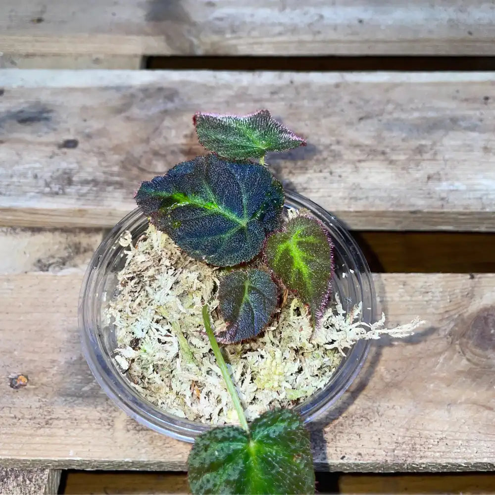 Bégonia sp. Jambi – Plante tropicale rare au feuillage vert nervuré pour terrarium humide ou bioactif – Costaterra
