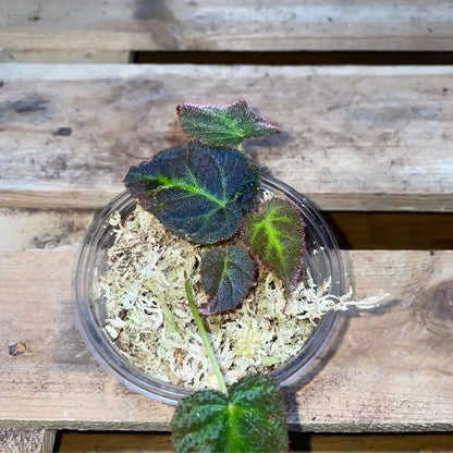 Bégonia sp. Jambi – Plante tropicale rare au feuillage vert nervuré pour terrarium humide ou bioactif – Costaterra