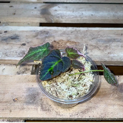 Bégonia sp. Jambi – Plante tropicale rare au feuillage vert nervuré pour terrarium humide ou bioactif – Costaterra