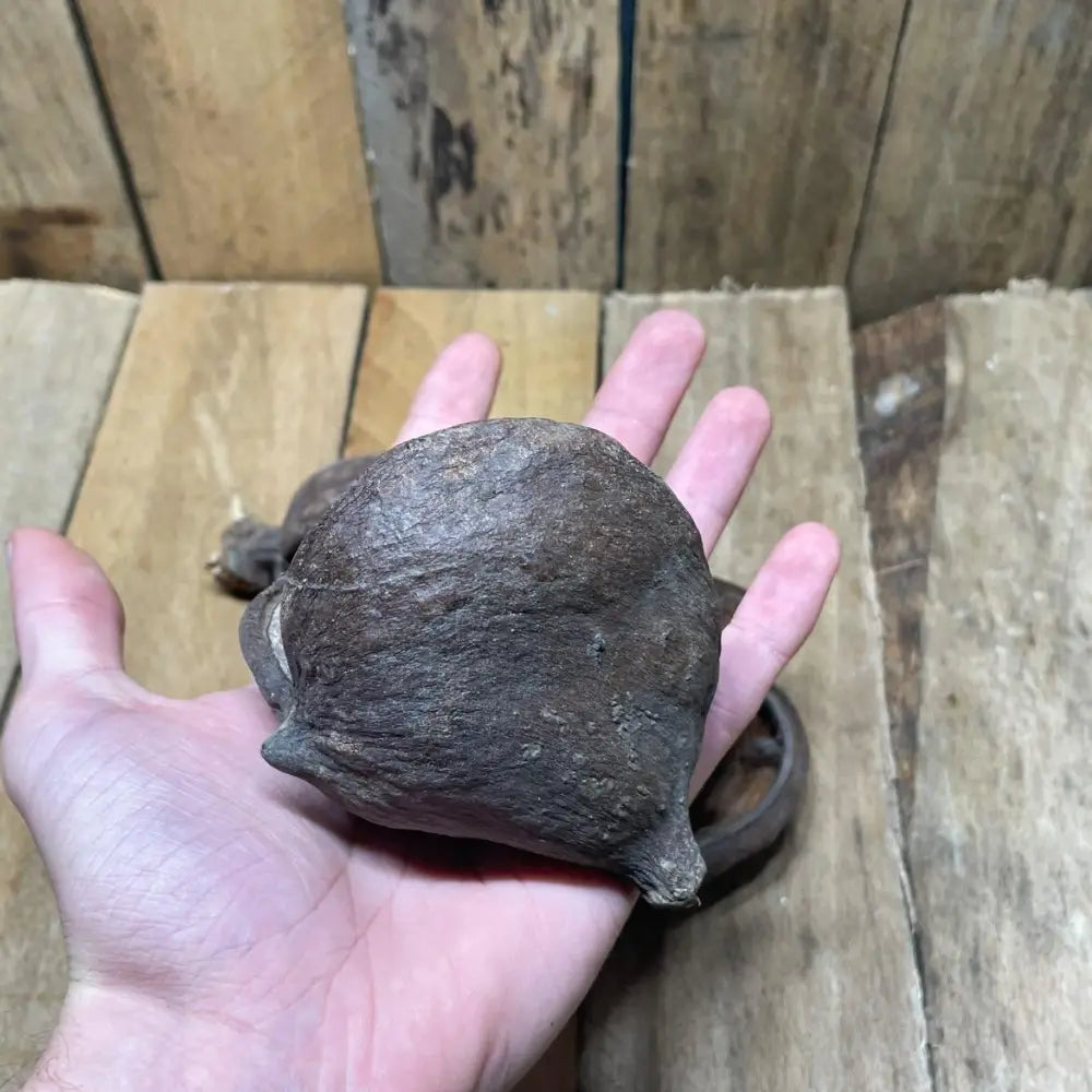 Gousse de badam naturelle pour décoration de terrarium bioactif ou tropical