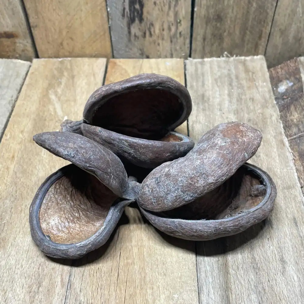 Lot de gousses de badam naturelles pour décoration de terrarium pour reptile
