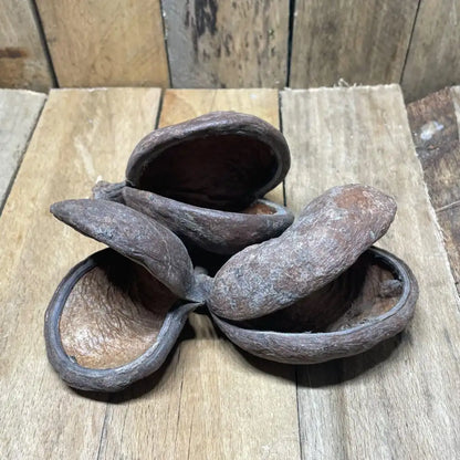 Lot de gousses de badam naturelles pour décoration de terrarium pour reptile