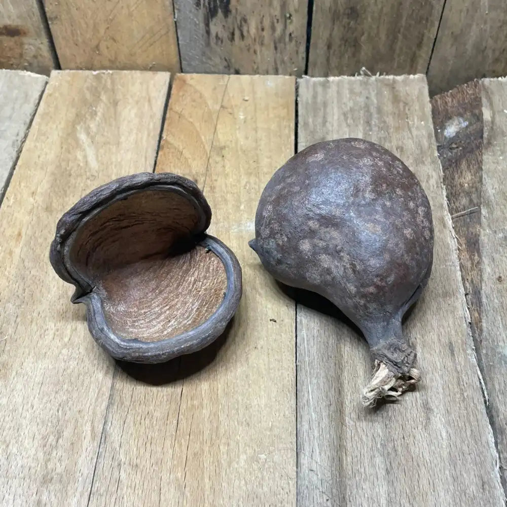 Gousse de badam naturelle pour décoration de terrarium bioactif ou tropical