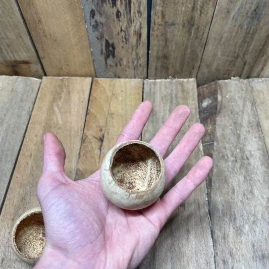 Gousse de Bael naturelle (3 à 5 cm) pour décoration de terrarium tropical ou désertique