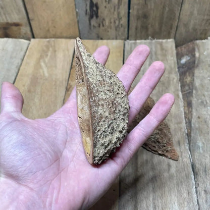 Gousse de Bolsa naturelle pour décoration de terrarium bioactif ou tropical