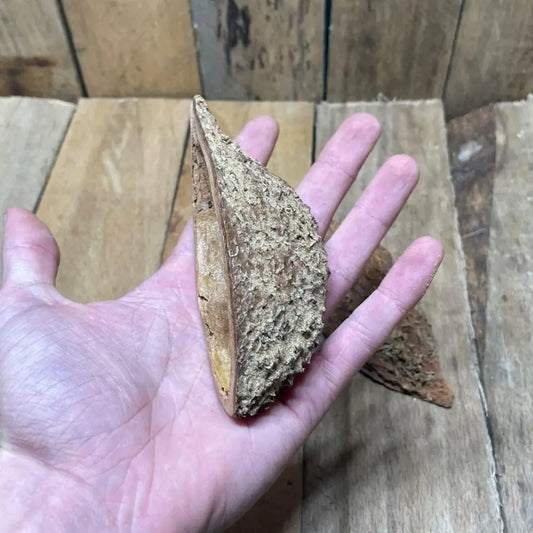 Gousse de Bolsa naturelle pour décoration de terrarium bioactif ou tropical